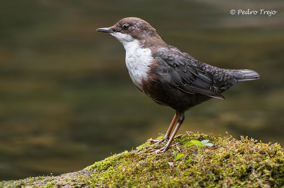 Mirlo acuatico (Cinclus cinclus)